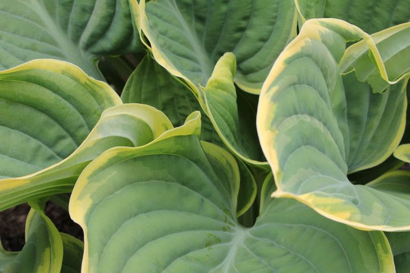 Funkia &#39;Frances Williams&#39; Hosta