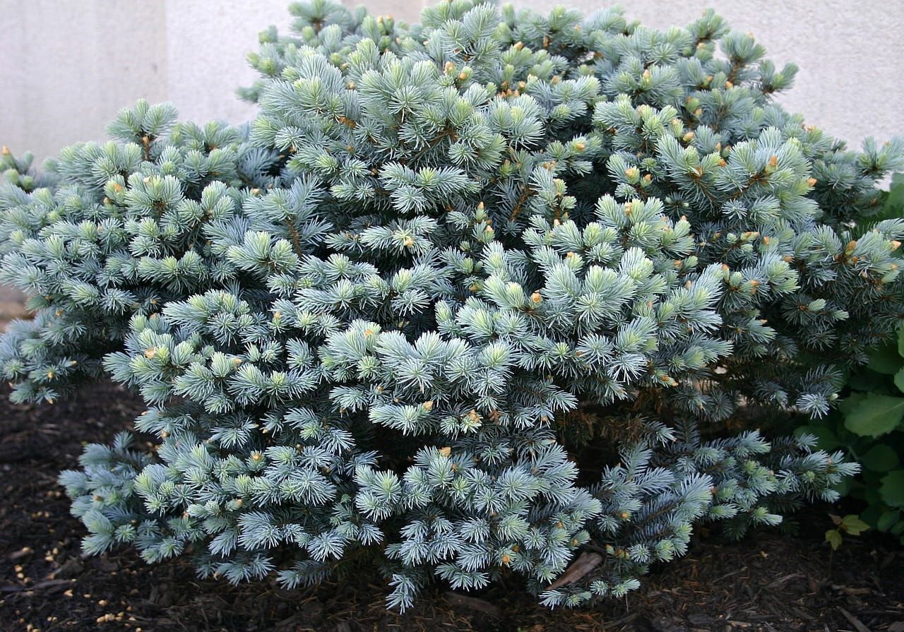 Świerk biały &#39;Sander&#39;s Blue&#39; Picea glauca