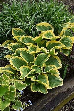 Funkia &#39;Liberty&#39; Hosta
