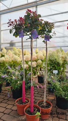 Perukowiec na pniu &#39;Follis Purpureis&#39; Cotinus