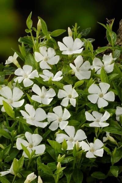 Barwinek &#39;Elisa&#39; Vinca minor