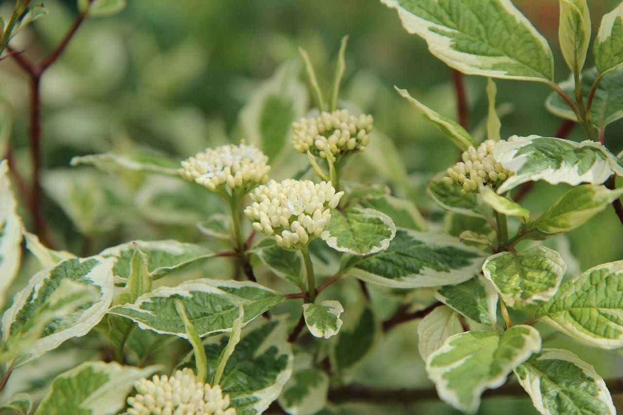 Dereń biały na pniu &#39;Ivory Halo&#39; Cornus alba