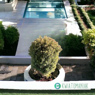 Tuja Żywotnik zachodni &#39;Teddy&#39; Thuja occidentalis