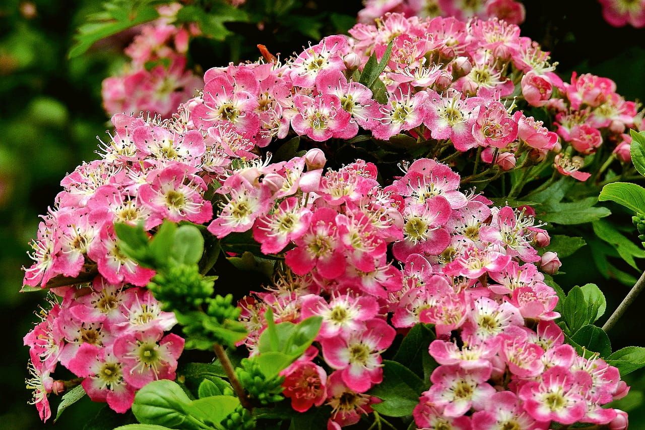 Głóg &#39;Punicea&#39; Crataegus laevigata