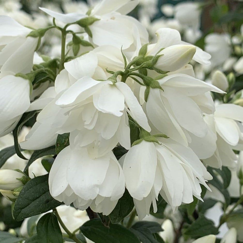Jaśminowiec &#39;Virginal&#39; Philadelphus