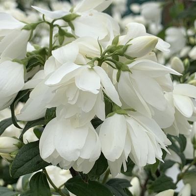 Jaśminowiec &#39;Virginal&#39; Philadelphus