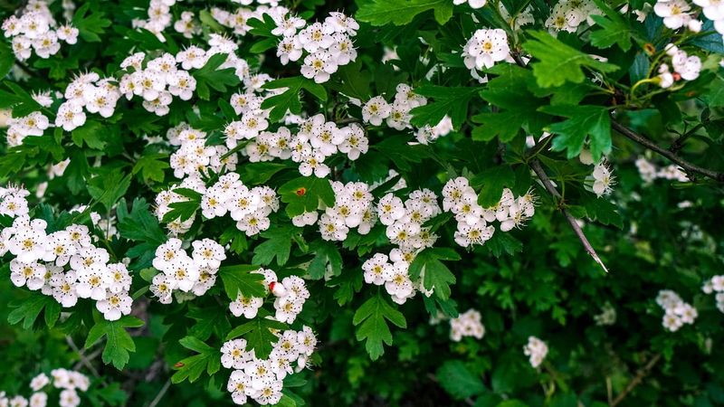 Głóg na pniu &#39;Compacta&#39; Cratageus monogyna