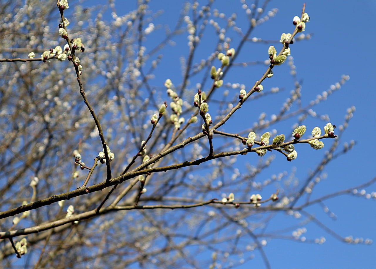 Wierzba na pniu &#39;Curly Locks&#39; Salix caprea