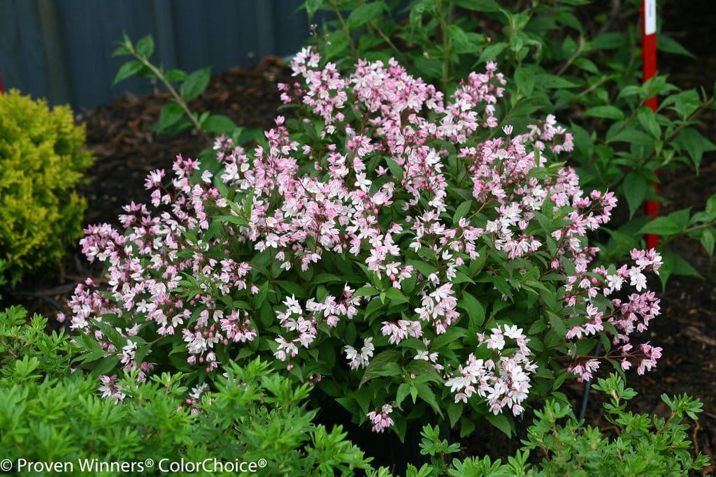 Żylistek &#39;Yuki Cherry Blossom&#39;® Deutzia