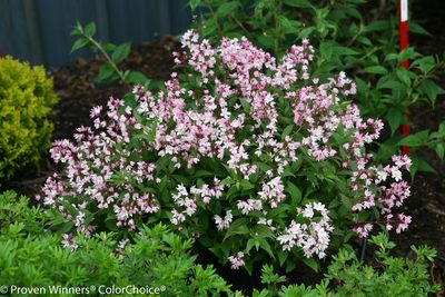 Żylistek &#39;Yuki Cherry Blossom&#39;® Deutzia