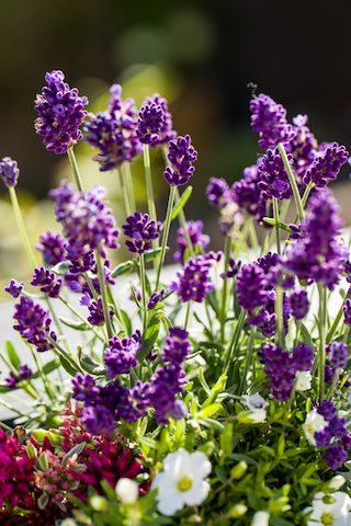 Lawenda &#39;Vintro Bee Blue&#39; Lavandula angustifolia