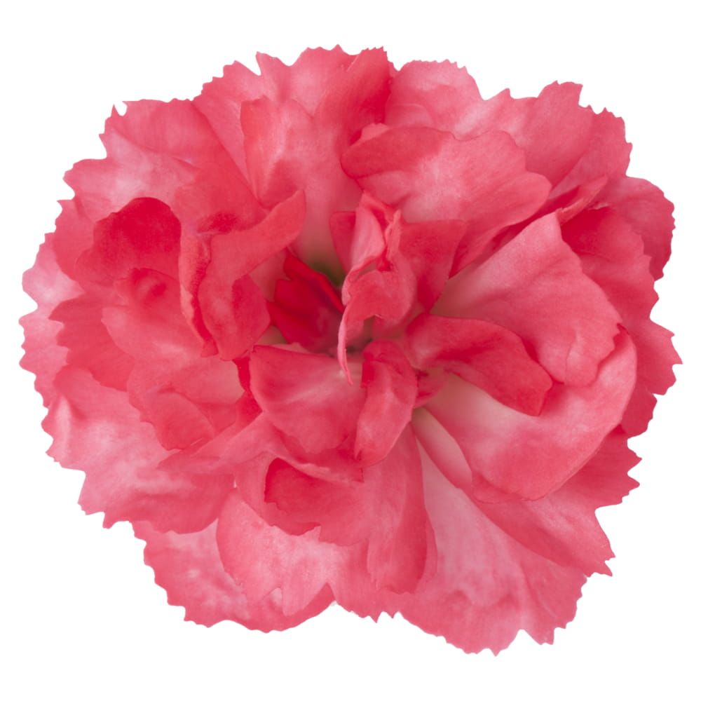 Goździk &#39;Code® Salmon&#39; Dianthus hybrida