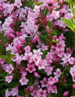 Krzewuszka cudowna 'Colourtwist® Twopink' Weigela florida