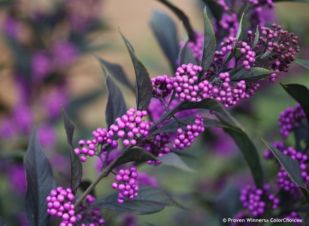 Pięknotka &#39;Pearl Glam&#39; Callicarpa japonica