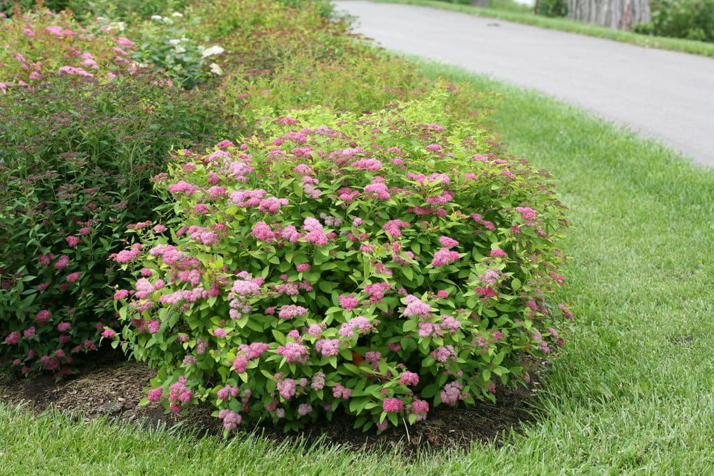 Tawuła japońska &#39;Double Play Big Bang&#39; Spirea japonica