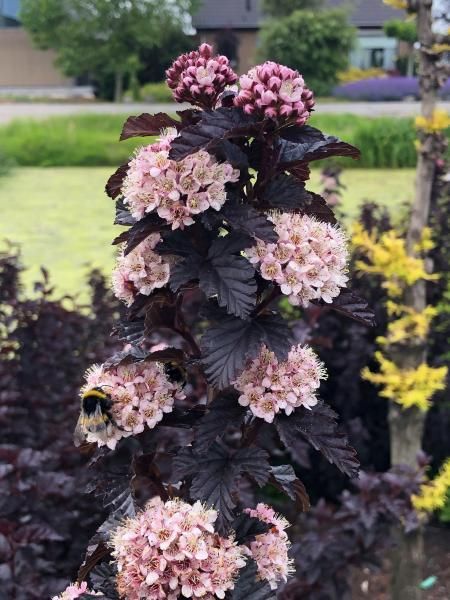 Pęcherznica kalinolistna 'Panther' Physocarpus