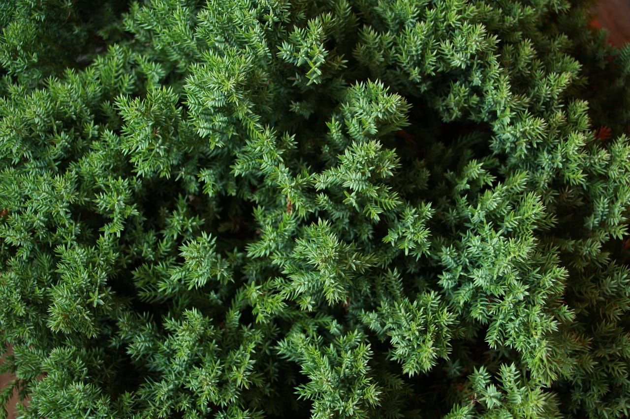 Jałowiec chiński &#39;Stricta&#39; Juniperus chinensis