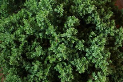 Jałowiec chiński &#39;Stricta&#39; Juniperus chinensis