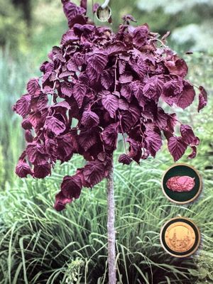Leszczyna na pniu &#39;Purple Umbrella&#39; Corylus avellana