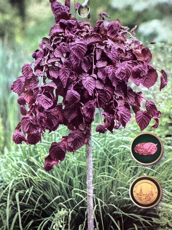 Leszczyna na pniu &#39;Purple Umbrella&#39; Corylus avellana
