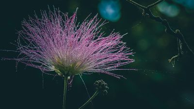 Albicja jedwabista &#39;Summer Chocolate&#39; Albizia julibrissin Drzewo jedwabne