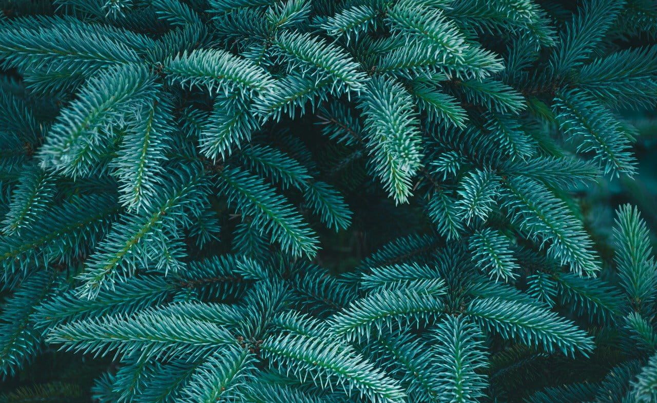 Świerk kłujący na pniu &#39;Glauca Wartburg&#39; Picea glauca