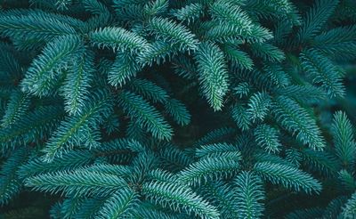 Świerk kłujący na pniu &#39;Glauca Wartburg&#39; Picea glauca