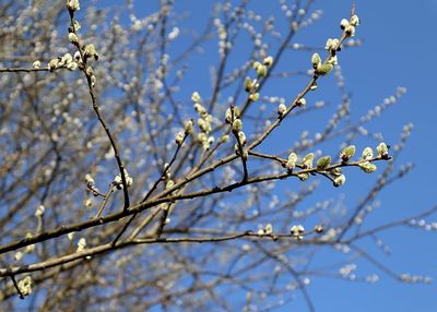 Wierzba Iwa Kilmarnock na pniu &#39;Pendula&#39; Salix caprea