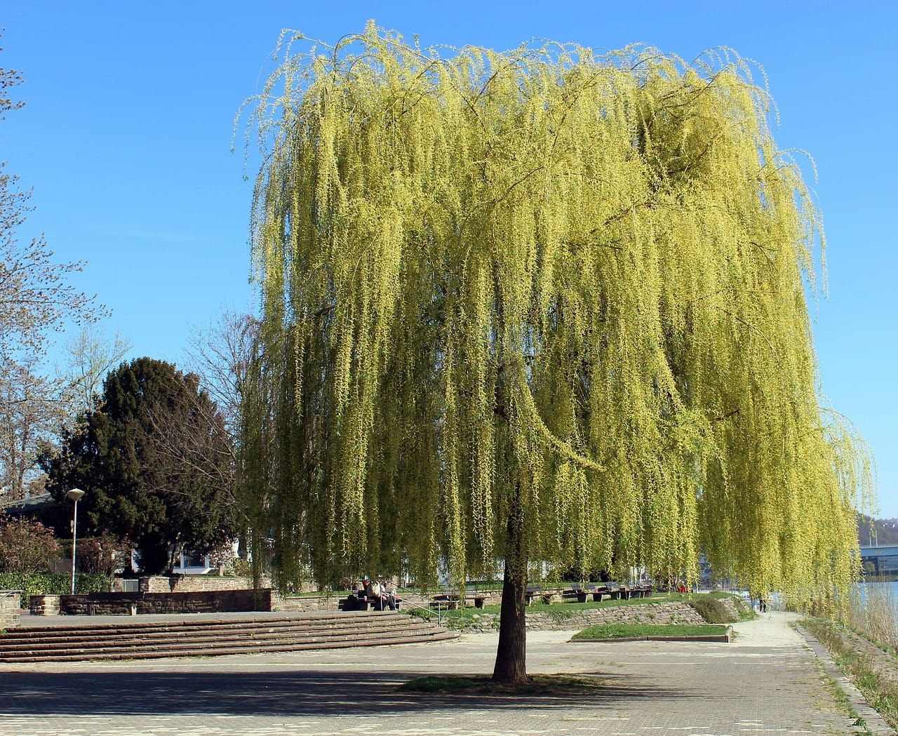 Wierzba purpurowa na pniu &#39;Pendula&#39; Salix purpurea