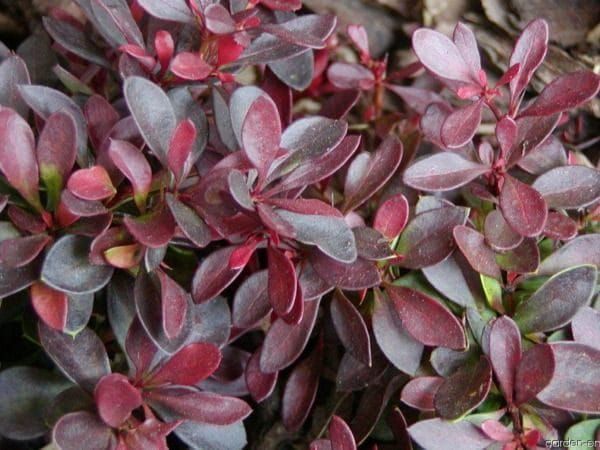 Berberys thunberga &#39;Bagatelle&#39; Berberis thubergii