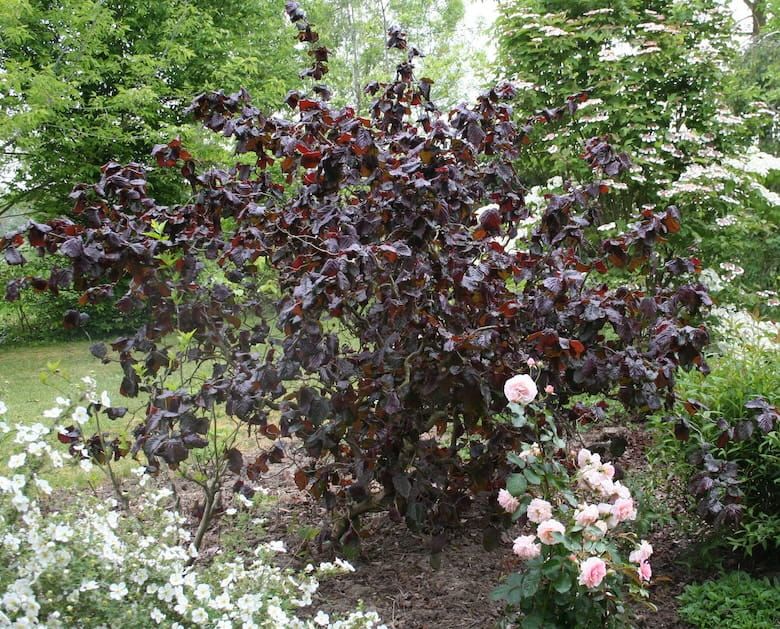 Leszczyna &#39;Red Majestic&#39; Corylus avellana