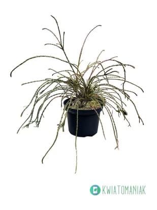 Tuja Żywotnik zachodni &#39;Wipcord&#39; Thuja occidentalis