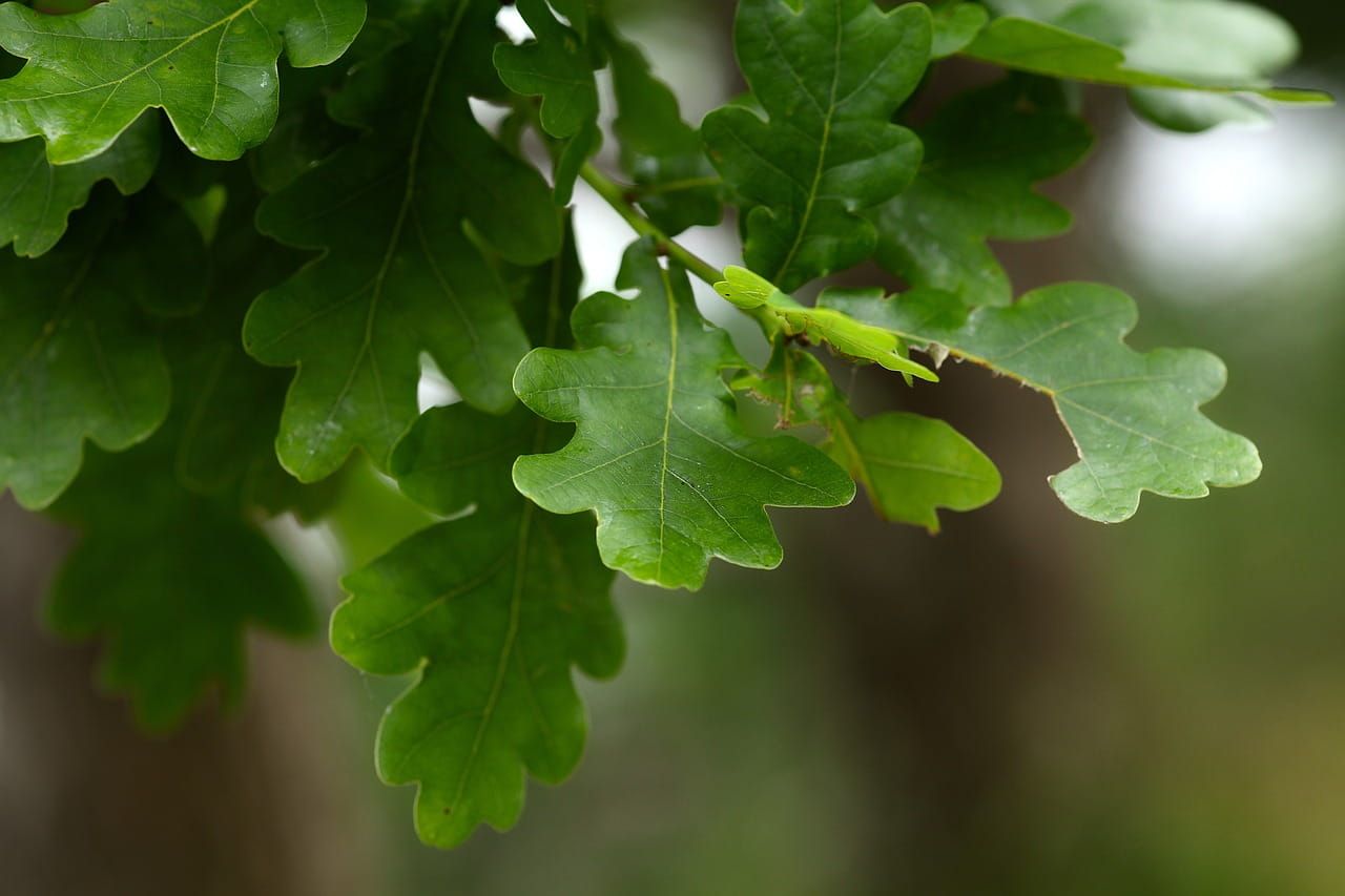Dąb jedwabisty barwierski Quercus velutina