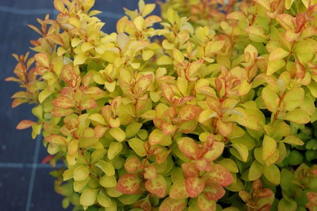 Berberys thunberga &#39;Summer Sunset&#39; Berberis