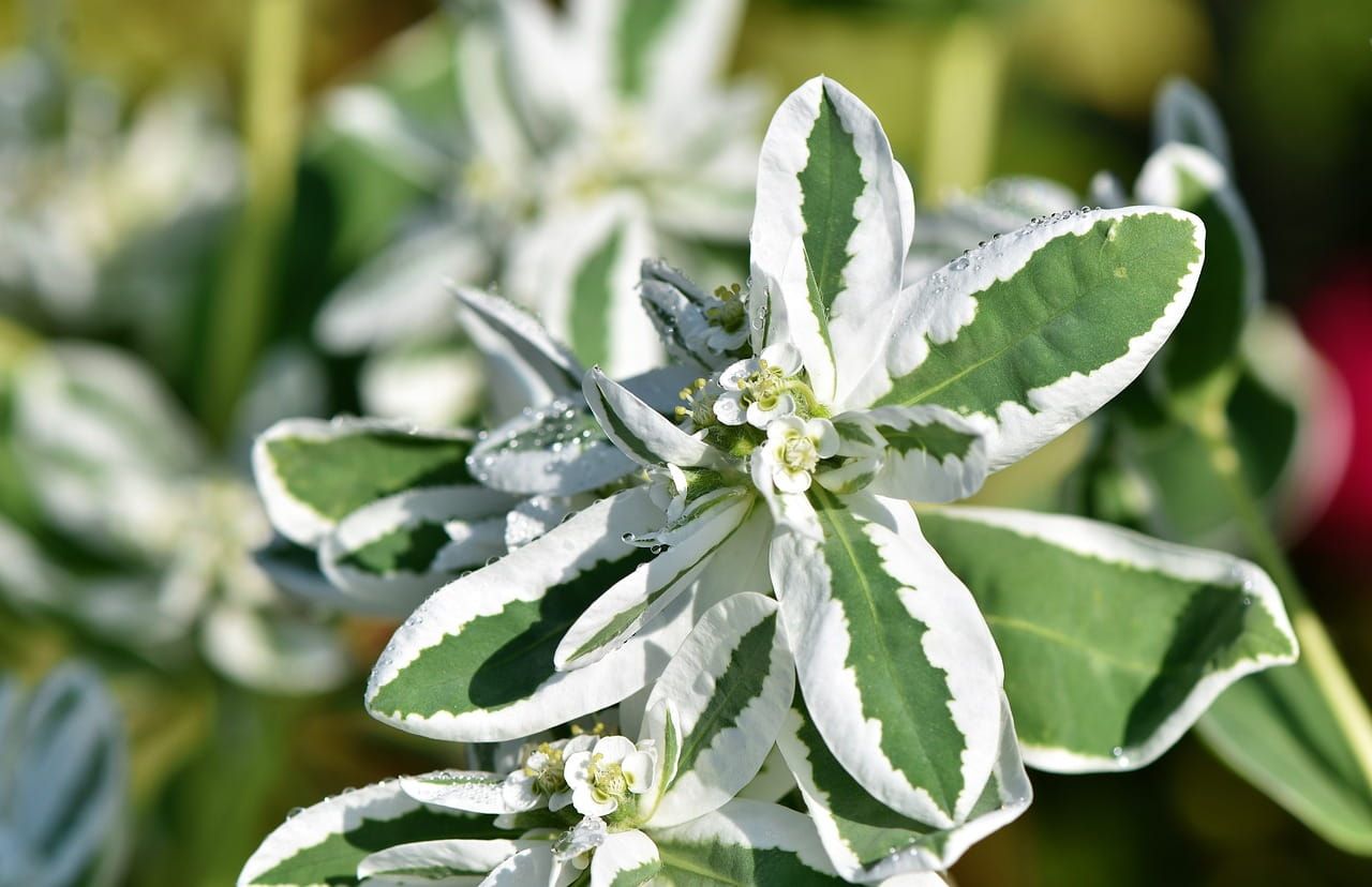 Dereń biały &#39;Variegata&#39; Cornus Alba