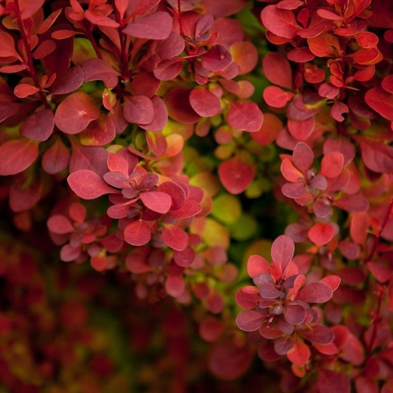 Berberys thunberga &#39;Red Carpet&#39; Berberis thunbergii