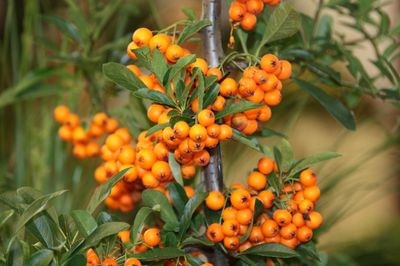 Rokitnik pospolity Hippophae rhamnoides