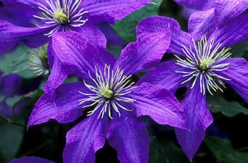 Powojnik &#39;Polish Spirit&#39; Clematis