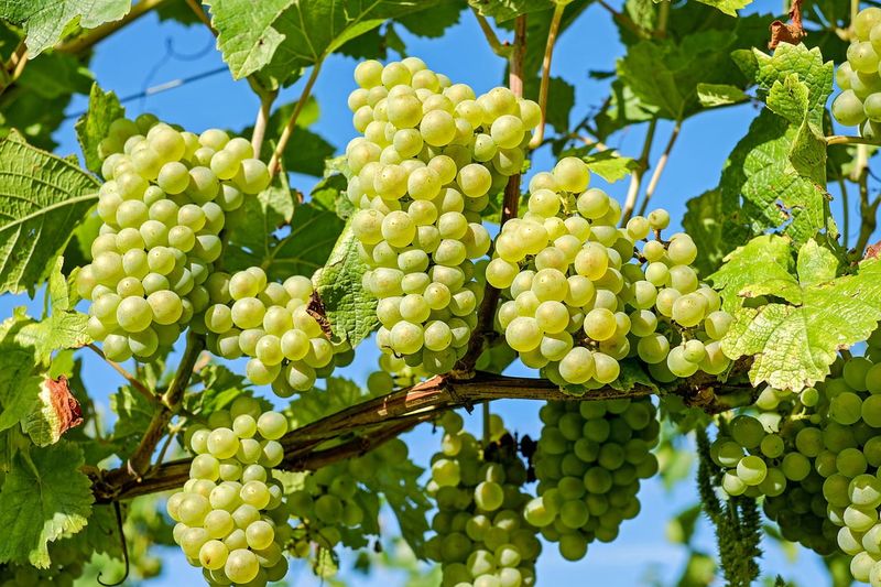Winorośl &#39;Bianca&#39; Vitis