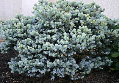 Świerk kłujący na pniu &#39;Montgomery&#39; Picea pungens