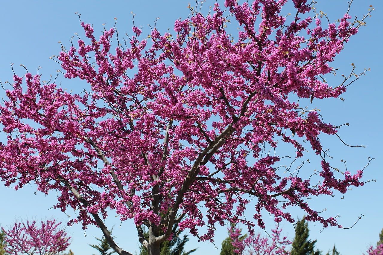Judaszowiec &#39;Avondale&#39; Cercis canadiensis