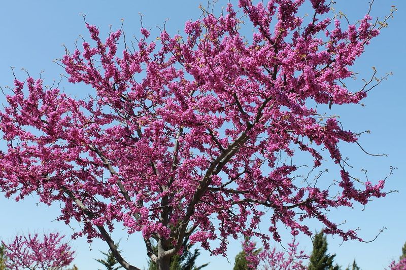 Judaszowiec &#39;Avondale&#39; Cercis canadiensis