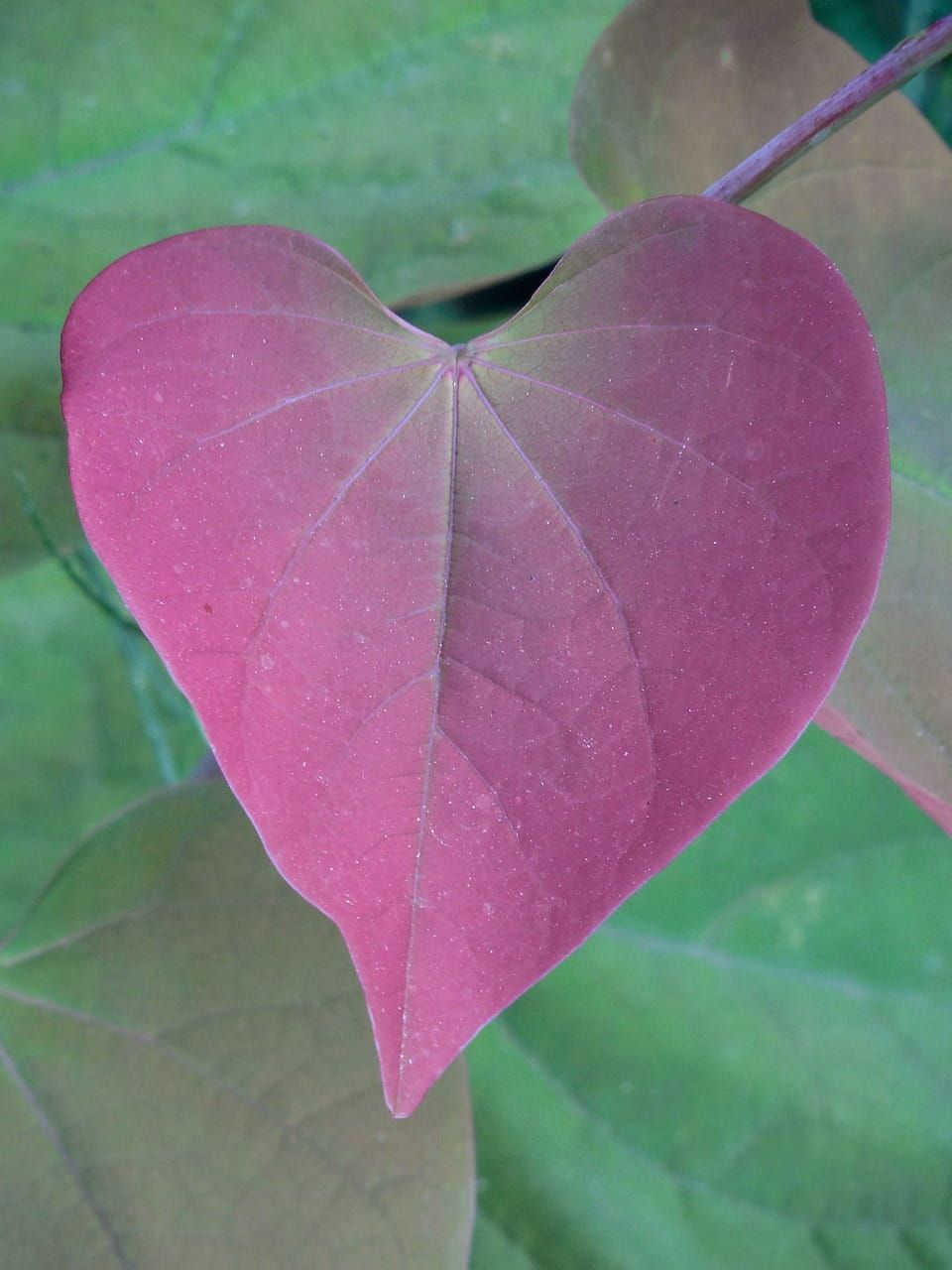 Judaszowiec &#39;Merlot&#39; Cercis canadiensis