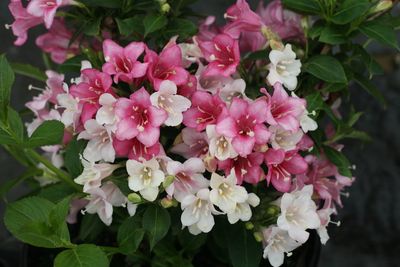 Krzewuszka cudowna &#39;Colourtwist® Trilogy&#39; Weigela florida