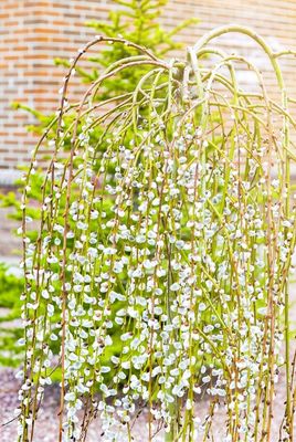 Wierzba na pniu &#39;Kilmarnock&#39; Salix caprea