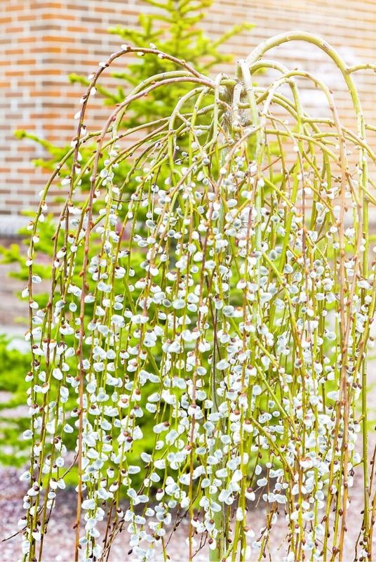 Wierzba na pniu &#39;Kilmarnock&#39; Salix caprea