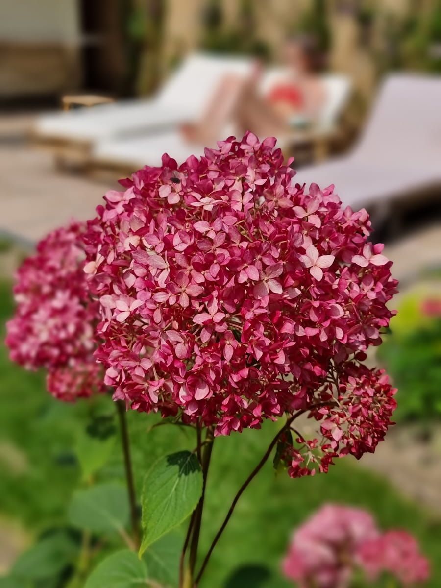 Hortensja drzewiasta &#39;Candybelle® Sorbet&#39; Hydrangea arborescens