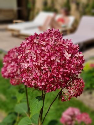 Hortensja drzewiasta &#39;Candybelle® Sorbet&#39; Hydrangea arborescens
