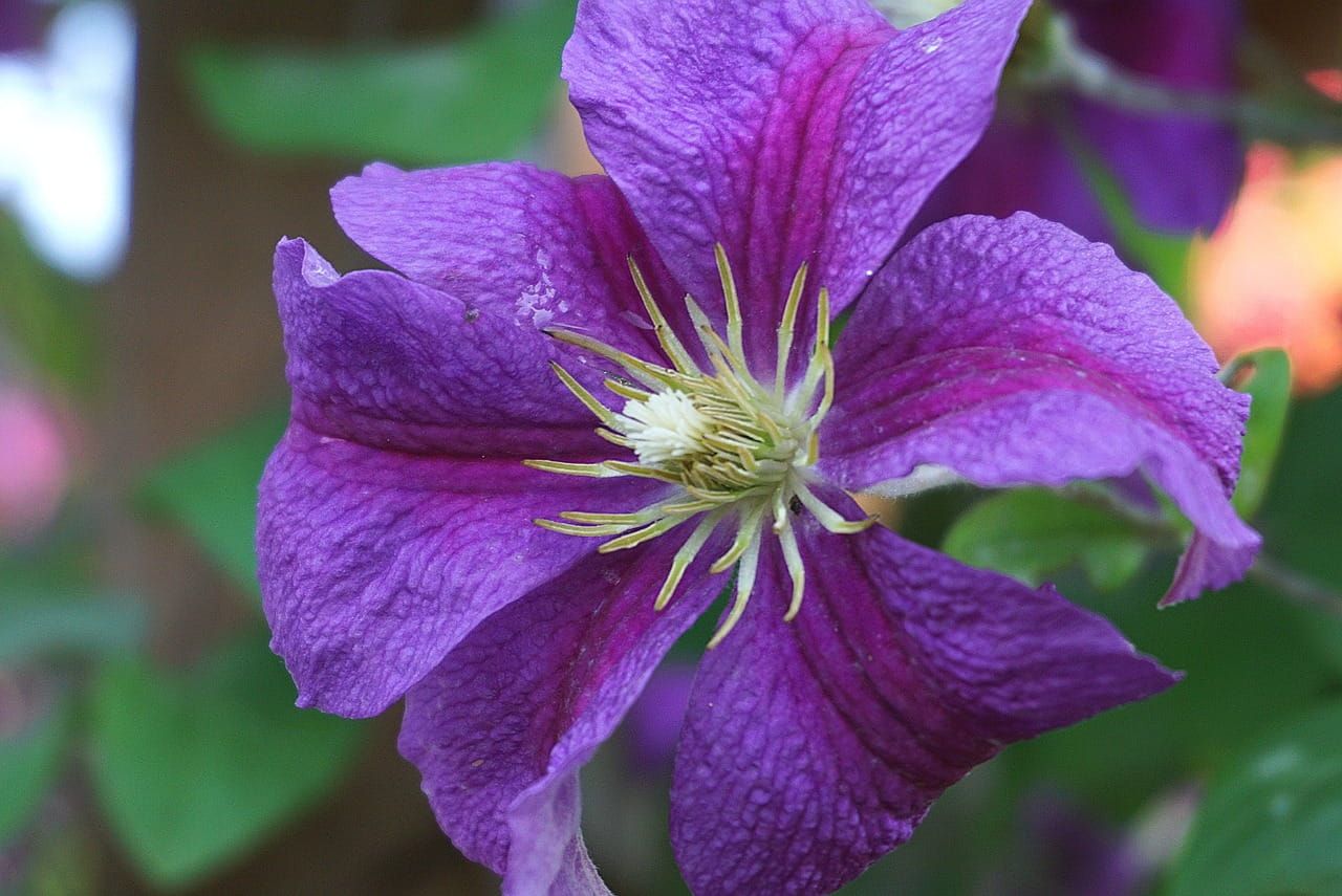 Powojnik &#39;Mrs N.Thompson&#39; Clematis