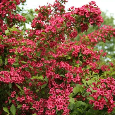 Krzewuszka cudowna mix odmian Weigela florida
